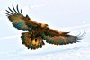 Golden eagle (Aquila chrysaetos)