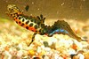 Smooth newt (Triturus vulgaris)