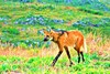 Maned wolf (Chrysocyon brachyurus)