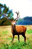 Red deer (Cervus elaphus)