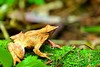 Darwin's frog (Rhinoderma darwinii)