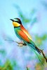 European bee-eater (Merops apiaster)