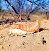 Pink fairy armadillo (Chlamyphorus truncatus)