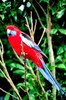 Crimson rosella (Platycercus elegans)