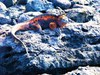 Marine iguana (Amblyrhynchus cristatus)