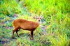 Hog deer (Axis porcinus)