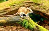 Yellow-necked mouse (Apodemus flavicollis)