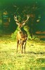 Red deer