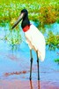 Jabiru (Jabiru mycteria)