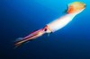 Humboldt squid (Dosidicus gigas)