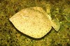 Turbot