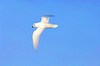 Snow petrel (Pagodroma nivea)