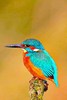 Eurasian kingfisher (Alcedo atthis)