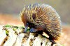 Short-beaked echidna (Tachyglossus aculeatus)