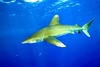 Oceanic whitetip shark (Carcharhinus longimanus)