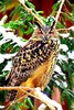 Eurasian eagle owl (Bubo bubo)