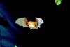 Lesser horseshoe bat (Rhinolophus hipposideros)