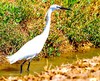 Little egret (Egretta garzetta)