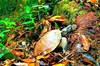 Spiny turtle (Heosemys spinosa)