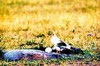 Egyptian vulture (Neophron percnopterus)