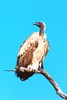 Cape vulture (Gyps coprotheres)