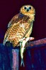 Pel's fishing owl (Scotopelia peli)