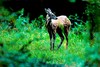 Siberian musk deer (Moschus moschiferus)