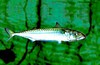 Atlantic mackerel (Scomber scombrus)