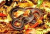 Red-headed krait (Bungarus flaviceps)