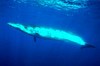 Bryde's whale (Balaenoptera edeni)