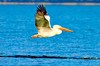 Dalmatian pelican (Pelecanus crispus)