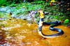 Forest cobra (Naja melanoleuca)