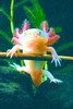 Axolotl (Ambystoma mexicanum)