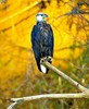 Madagascar fish eagle (Haliaeetus vociferoides)