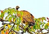 Slender-billed vulture (Gyps tenuirostris)