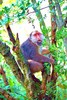 Tibetan macaque (Macaca thibetana)