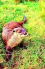 African clawless otter (Aonyx capensis)