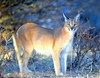 Caracal