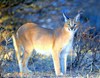 Caracal (Felis caracal)