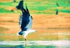 White-bellied sea eagle (Haliaeetus leucogaster)