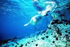 Mediterranean monk seal (Monachus monachus)