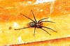 Domestic house spider (Tegenaria domestica)