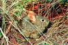 Volcano rabbit (Romerolagus diazi)