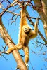 Lar gibbon (Hylobates lar)