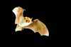 Natterer's bat (Myotis nattereri)