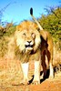 Lion (Panthera leo)