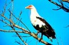 Palm-nut vulture (Gypohierax angolensis)