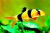 Clown loach (Chromobotia macracanthus)