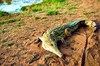 Orinoco crocodile (Crocodylus intermedius)