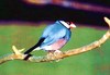 Java sparrow (Padda oryzivora)